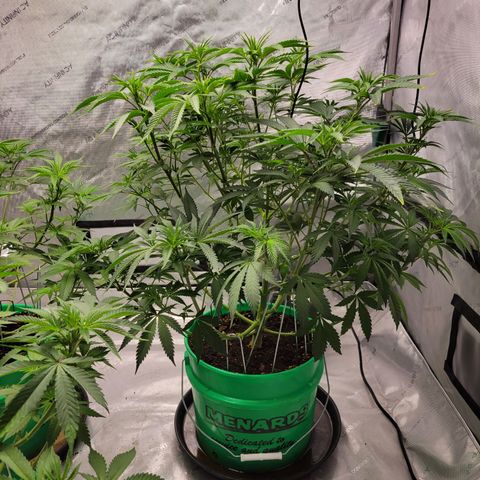 Gorilla Glue Fem - AC Infinity 5x5 growlog timeline photo