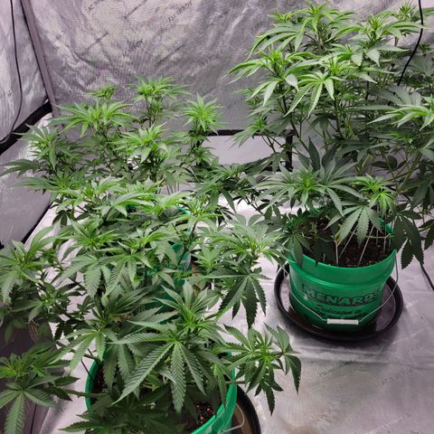 Gorilla Glue Fem - AC Infinity 5x5 growlog timeline photo