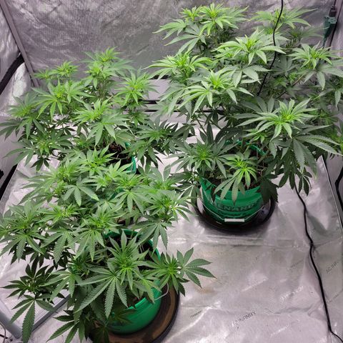 Gorilla Glue Fem - AC Infinity 5x5 growlog timeline photo