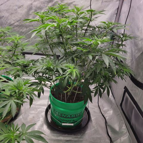 Gorilla Glue Fem - AC Infinity 5x5 growlog timeline photo
