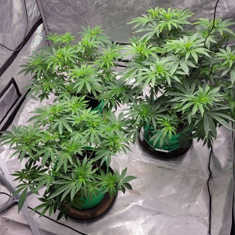 Gorilla Glue Fem - AC Infinity 5x5 growlog timeline photo