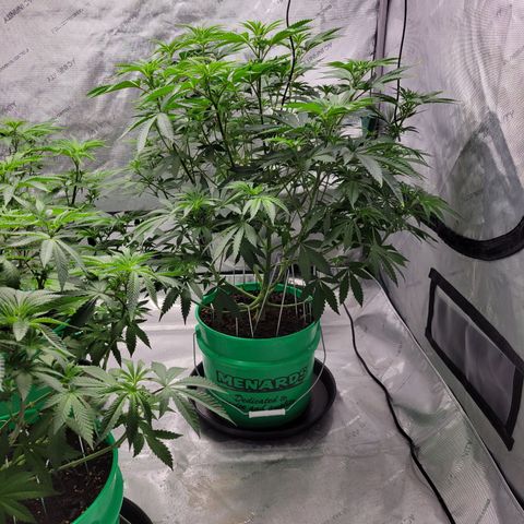 Gorilla Glue Fem - AC Infinity 5x5 growlog timeline photo