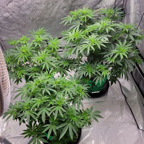 Gorilla Glue Fem - AC Infinity 5x5 growlog timeline photo