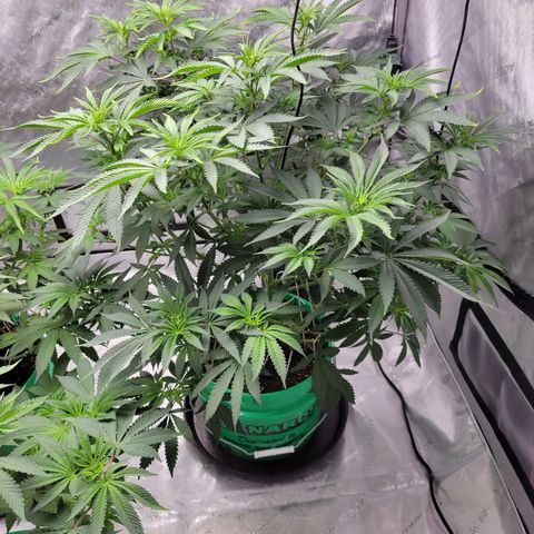 Gorilla Glue Fem - AC Infinity 5x5 growlog timeline photo