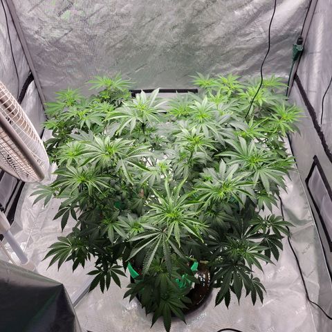 Gorilla Glue Fem - AC Infinity 5x5 growlog timeline photo