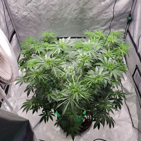 Gorilla Glue Fem - AC Infinity 5x5 growlog timeline photo