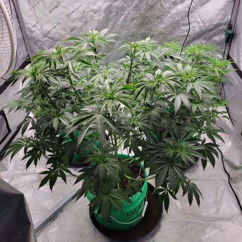 Gorilla Glue Fem - AC Infinity 5x5 growlog timeline photo