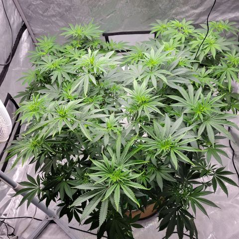 Gorilla Glue Fem - AC Infinity 5x5 growlog timeline photo