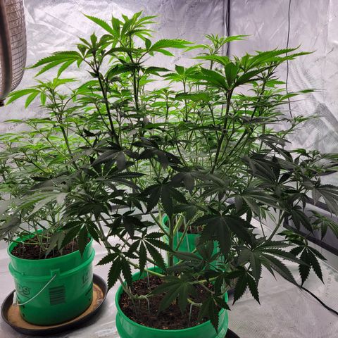 Gorilla Glue Fem - AC Infinity 5x5 growlog timeline photo
