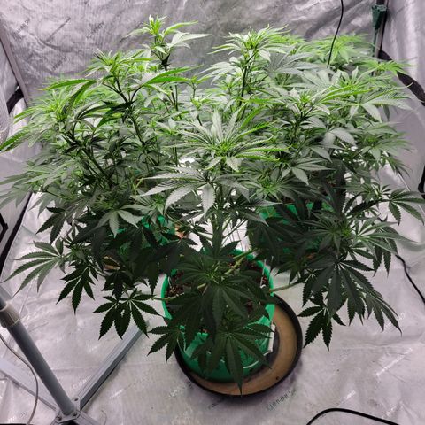 Gorilla Glue Fem - AC Infinity 5x5 growlog timeline photo
