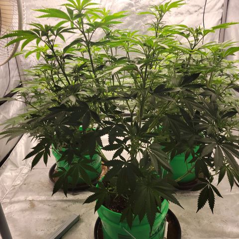 Gorilla Glue Fem - AC Infinity 5x5 growlog timeline photo