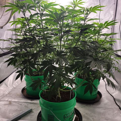 Gorilla Glue Fem - AC Infinity 5x5 growlog timeline photo