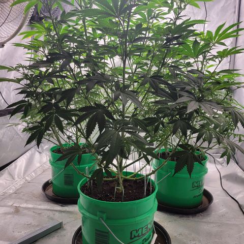 Gorilla Glue Fem - AC Infinity 5x5 growlog timeline photo
