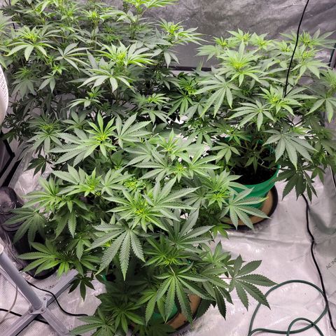 Gorilla Glue Fem - AC Infinity 5x5 growlog timeline photo