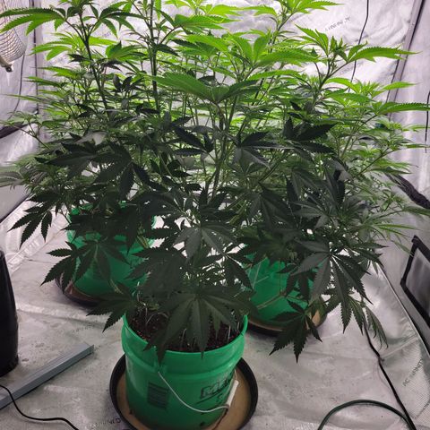 Gorilla Glue Fem - AC Infinity 5x5 growlog timeline photo