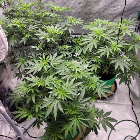 Gorilla Glue Fem - AC Infinity 5x5 growlog timeline photo