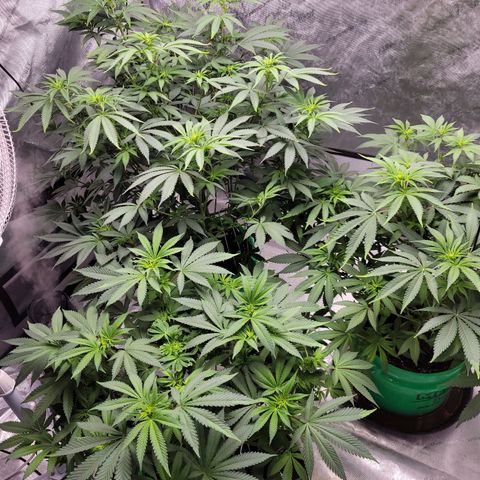 Gorilla Glue Fem - AC Infinity 5x5 growlog timeline photo
