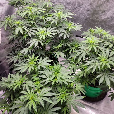 Gorilla Glue Fem - AC Infinity 5x5 growlog timeline photo
