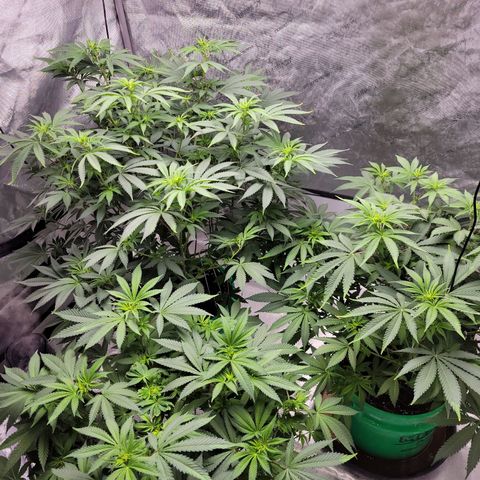 Gorilla Glue Fem - AC Infinity 5x5 growlog timeline photo