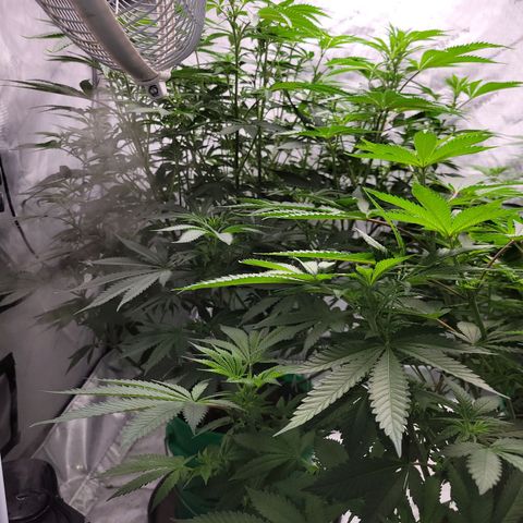 Gorilla Glue Fem - AC Infinity 5x5 growlog timeline photo