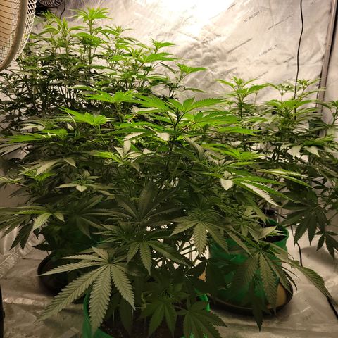Gorilla Glue Fem - AC Infinity 5x5 growlog timeline photo
