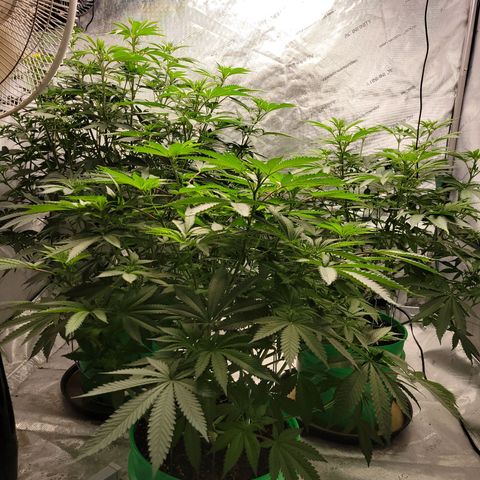 Gorilla Glue Fem - AC Infinity 5x5 growlog timeline photo