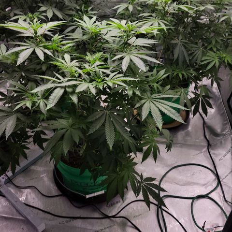 Gorilla Glue Fem - AC Infinity 5x5 growlog timeline photo