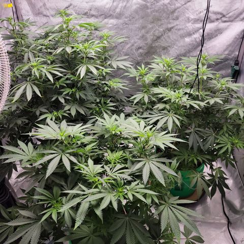 Gorilla Glue Fem - AC Infinity 5x5 growlog timeline photo