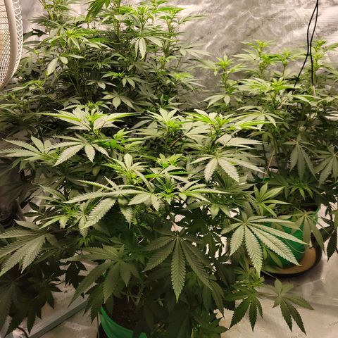 Gorilla Glue Fem - AC Infinity 5x5 growlog timeline photo