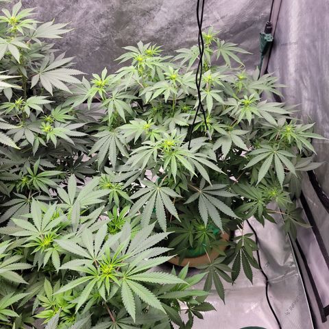 Gorilla Glue Fem - AC Infinity 5x5 growlog timeline photo