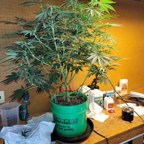 Gorilla Glue Fem - AC Infinity 5x5 growlog timeline photo