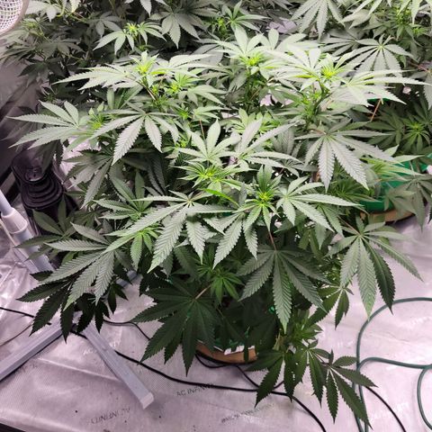 Gorilla Glue Fem - AC Infinity 5x5 growlog timeline photo