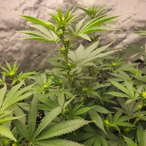 Gorilla Glue Fem - AC Infinity 5x5 growlog timeline photo