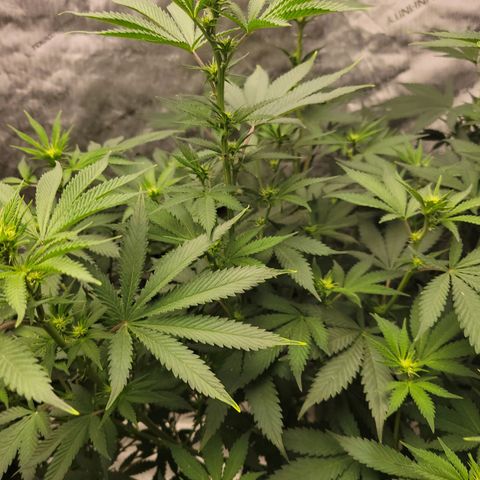 Gorilla Glue Fem - AC Infinity 5x5 growlog timeline photo