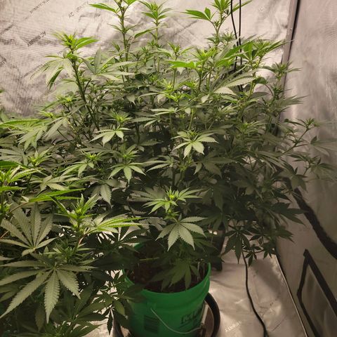 Gorilla Glue Fem - AC Infinity 5x5 growlog timeline photo