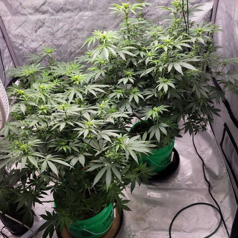 Gorilla Glue Fem - AC Infinity 5x5 growlog timeline photo