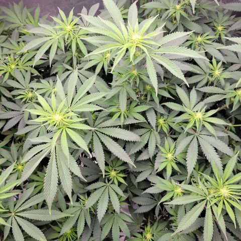 Gorilla Glue Fem - AC Infinity 5x5 growlog timeline photo