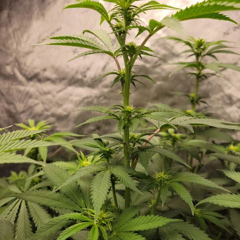 Gorilla Glue Fem - AC Infinity 5x5 growlog timeline photo