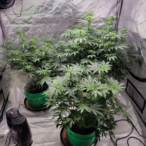 Gorilla Glue Fem - AC Infinity 5x5 growlog timeline photo
