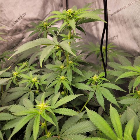 Gorilla Glue Fem - AC Infinity 5x5 growlog timeline photo