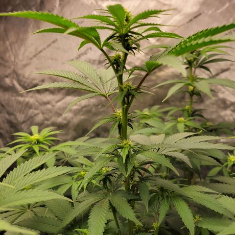 Gorilla Glue Fem - AC Infinity 5x5 growlog timeline photo