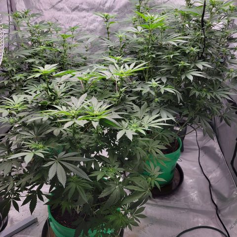 Gorilla Glue Fem - AC Infinity 5x5 growlog timeline photo