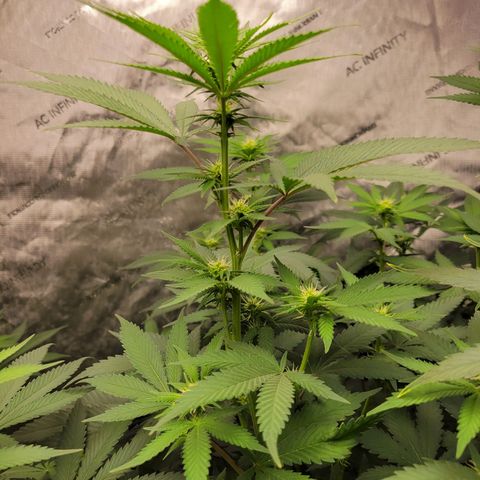 Gorilla Glue Fem - AC Infinity 5x5 growlog timeline photo