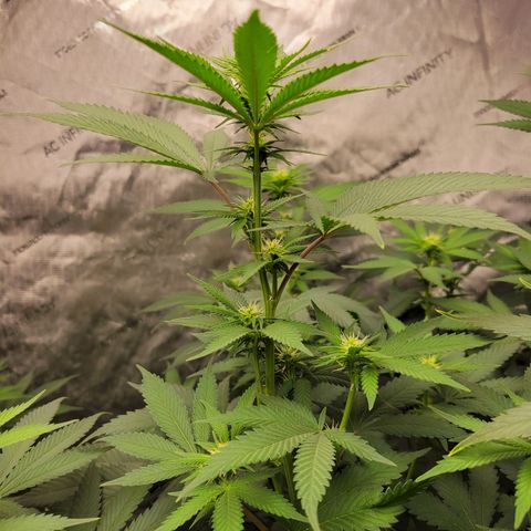 Gorilla Glue Fem - AC Infinity 5x5 growlog timeline photo