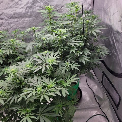 Gorilla Glue Fem - AC Infinity 5x5 growlog timeline photo