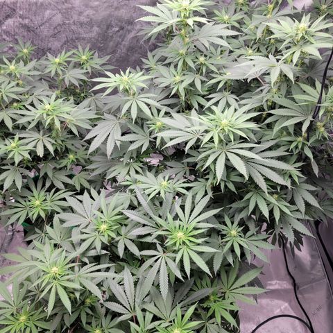 Gorilla Glue Fem - AC Infinity 5x5 growlog timeline photo