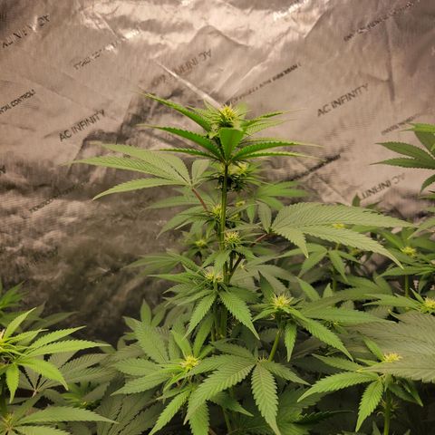 Gorilla Glue Fem - AC Infinity 5x5 growlog timeline photo