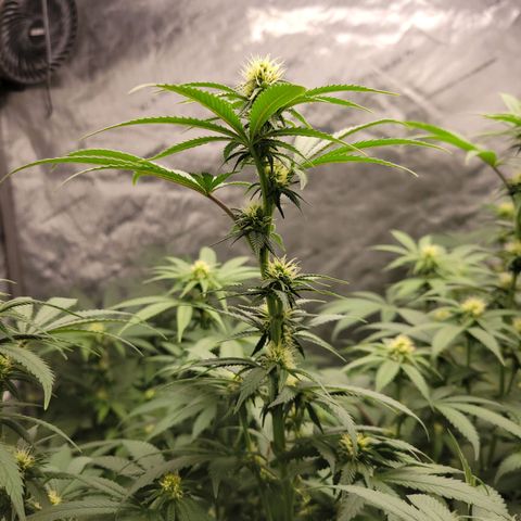 Gorilla Glue Fem - AC Infinity 5x5 growlog timeline photo
