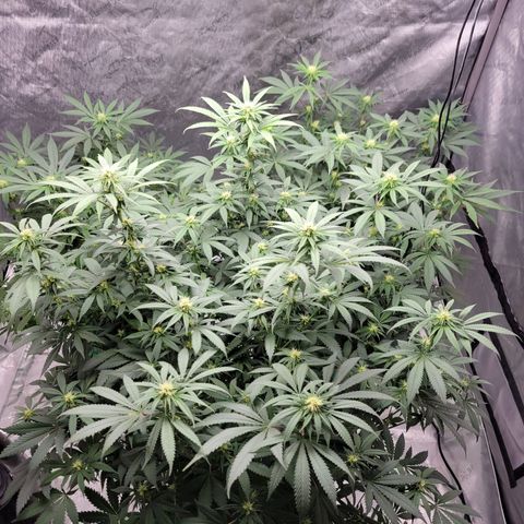 Gorilla Glue Fem - AC Infinity 5x5 growlog timeline photo