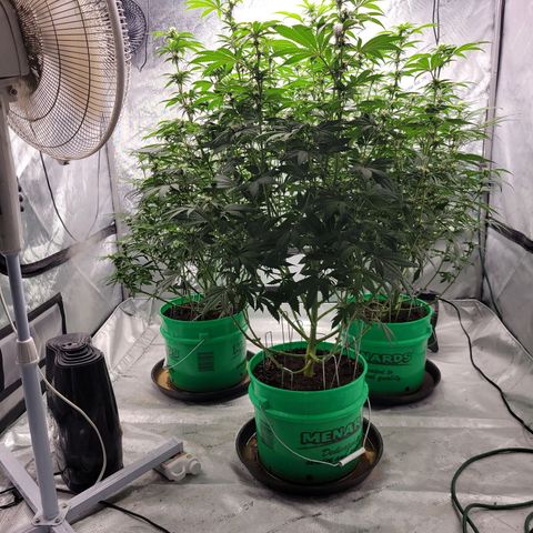 Gorilla Glue Fem - AC Infinity 5x5 growlog timeline photo